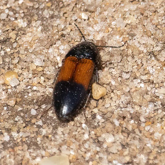 Ampedus balteatus.jpg